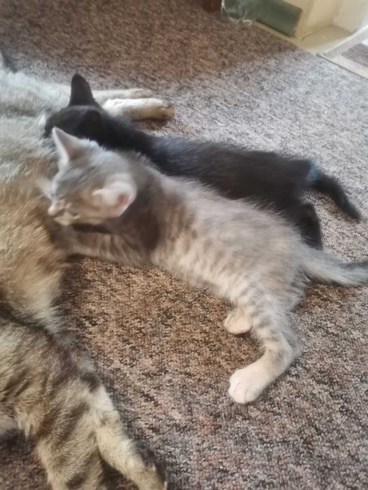 Dwie małe kotki do oddania