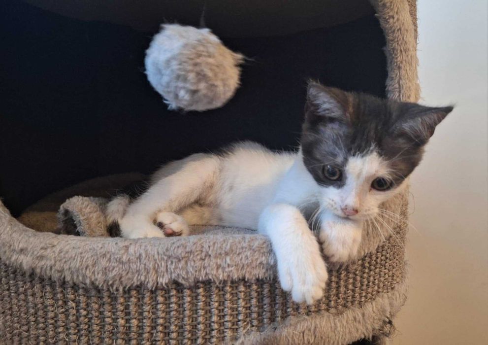 kto mi podaruje domek?