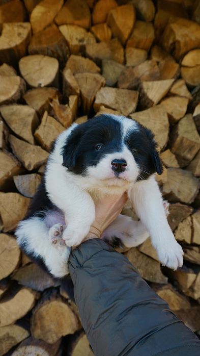 Border Collie suczka