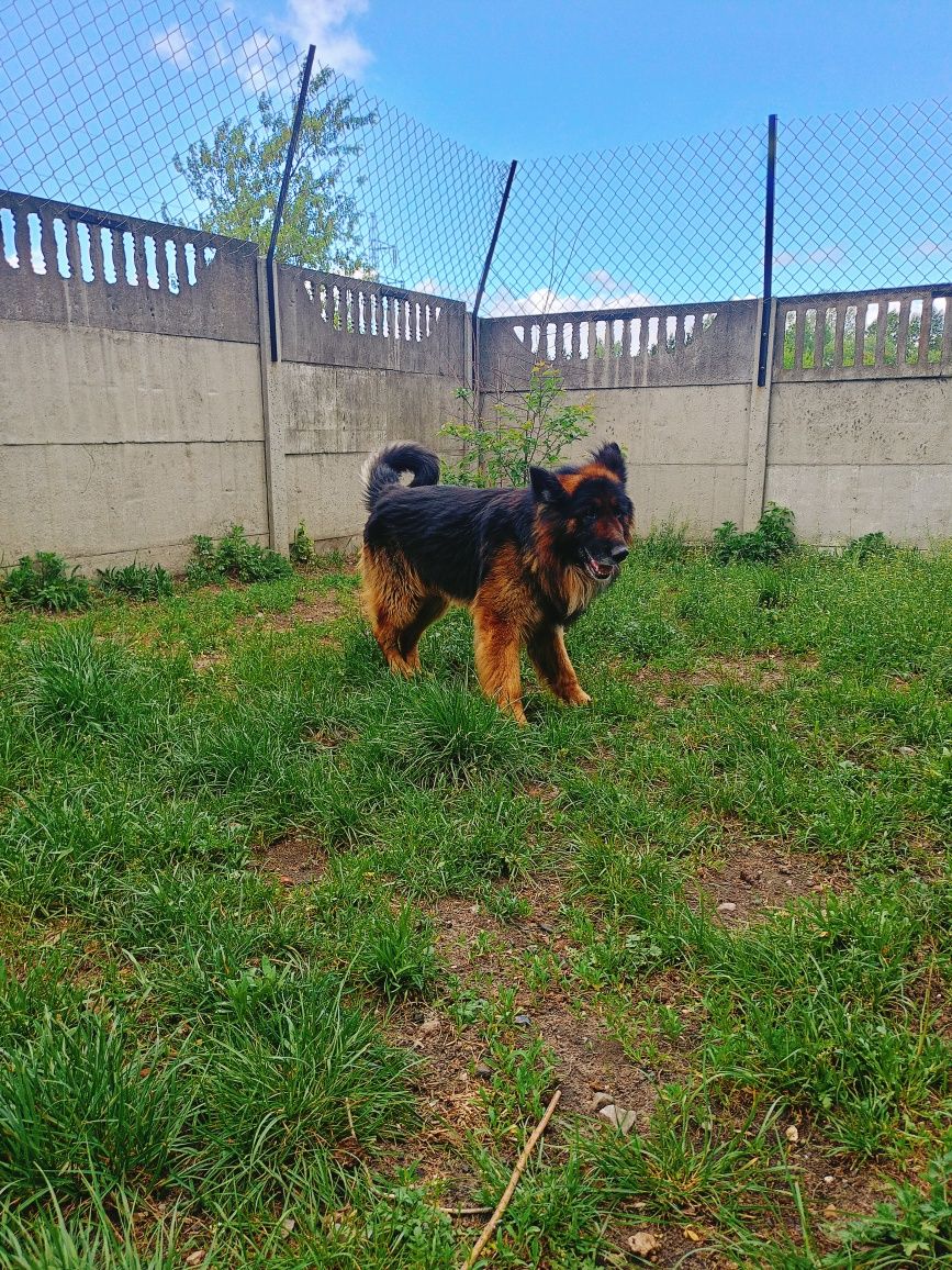 Dragon- piękny owczarek niemiecki do adopcji