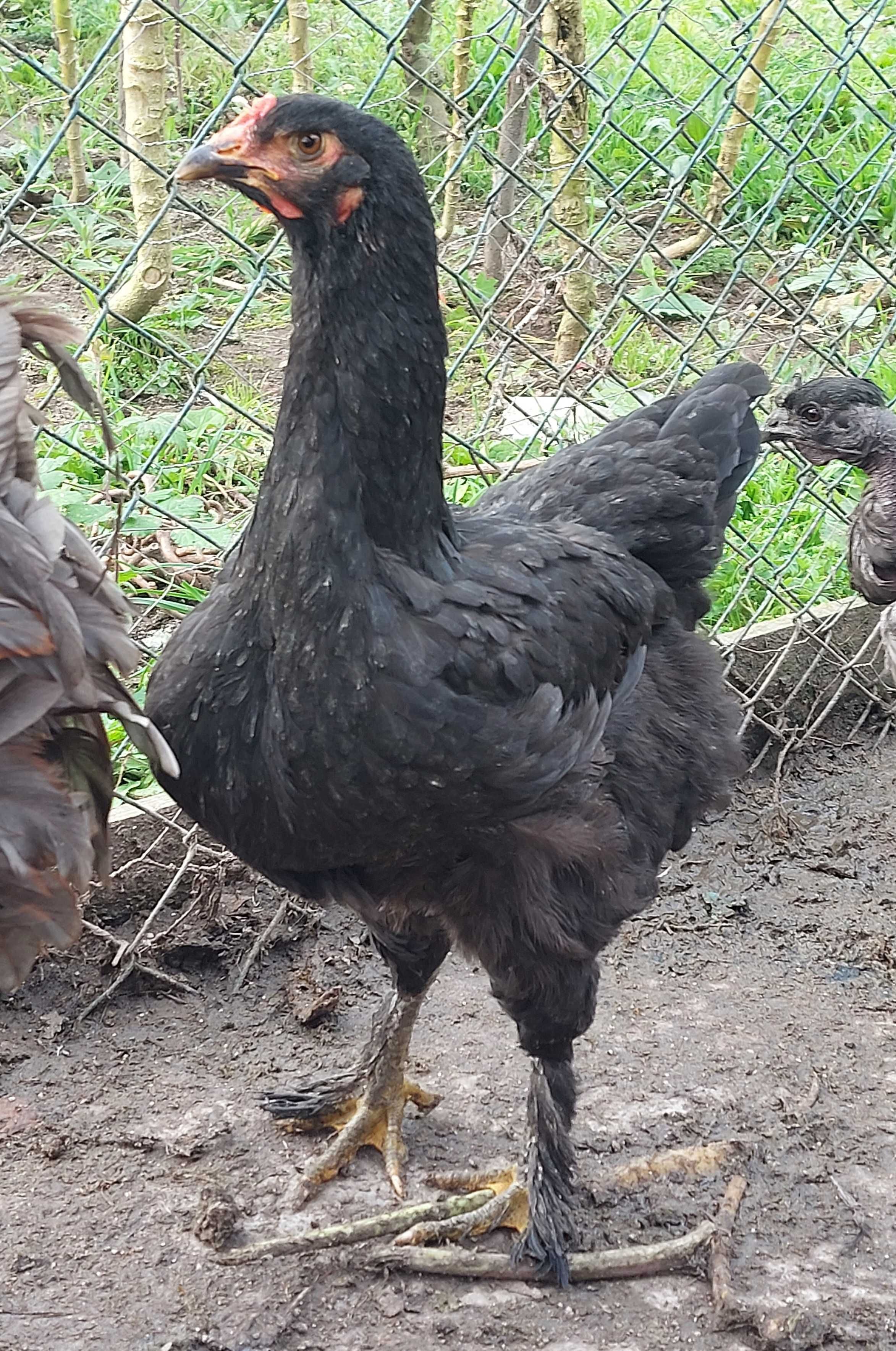 Ovos galados de galinhas