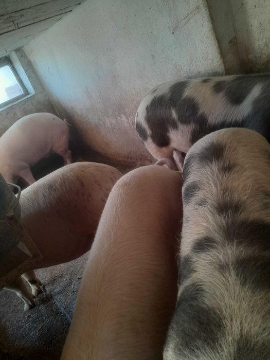 Продам свині живою вагою