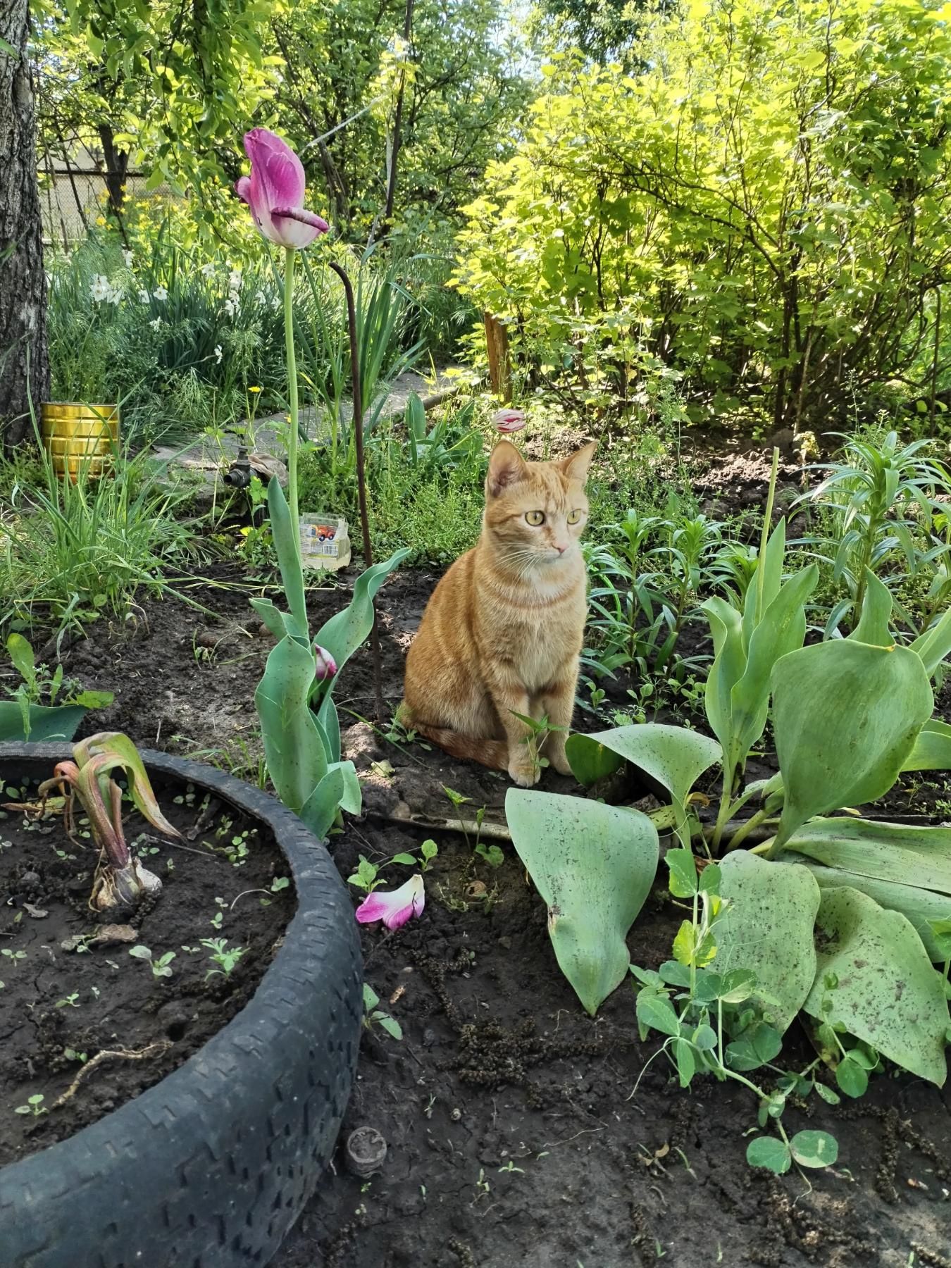 Потерялась кошка