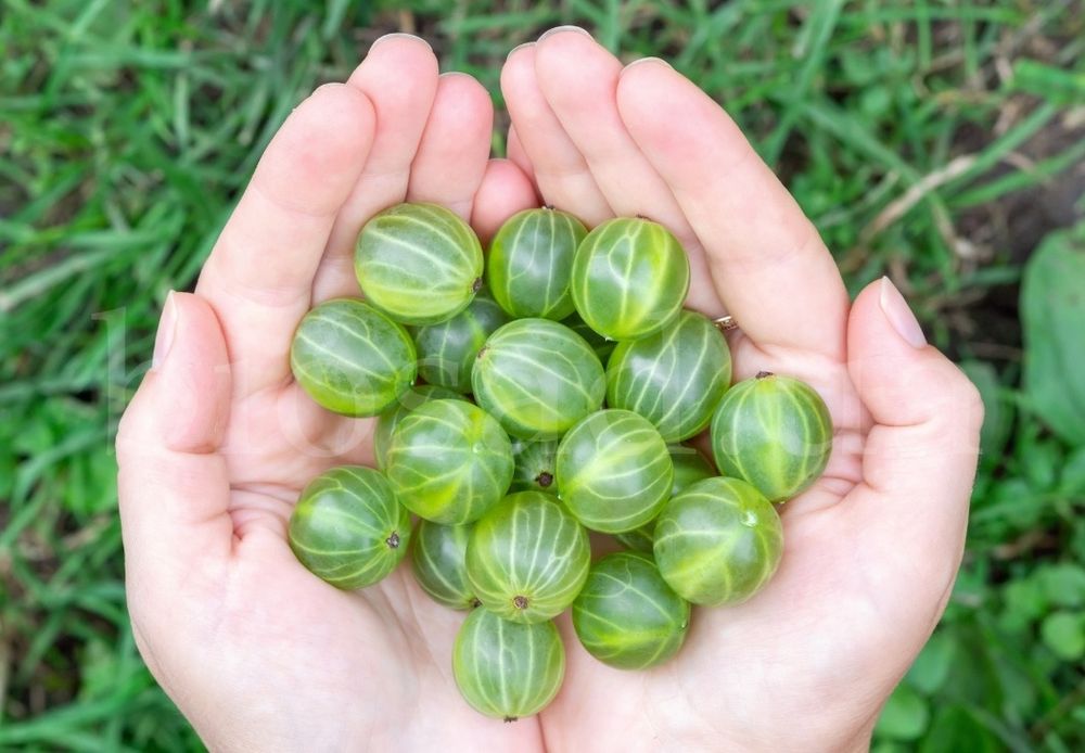 Крыжовник " Изумруд"