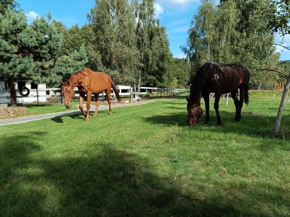 Agroturystyka, Domy nad jeziorem. Jacuzzi , sauna , wędkarstwo