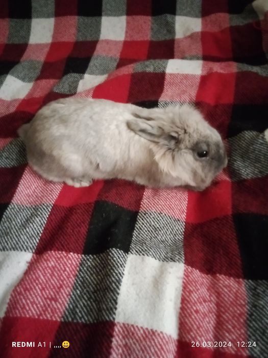 Продам Кролика декоративного милый и пушистый 6 месяцев не дорого цена