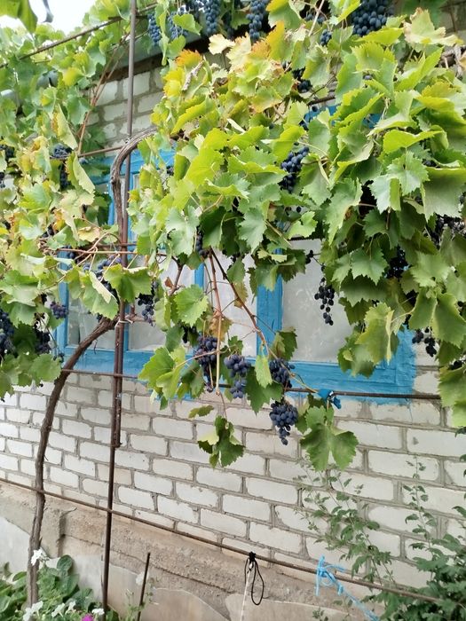 Продам дачу в Бугском