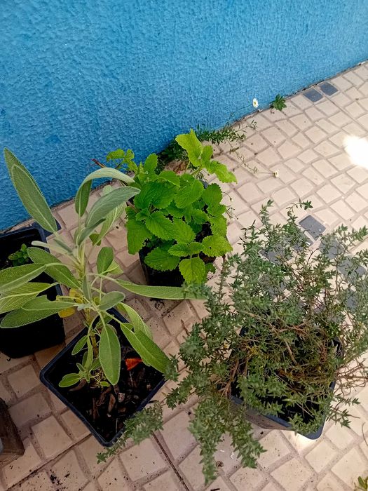 Mix de 5 ervas aromaticas perenes