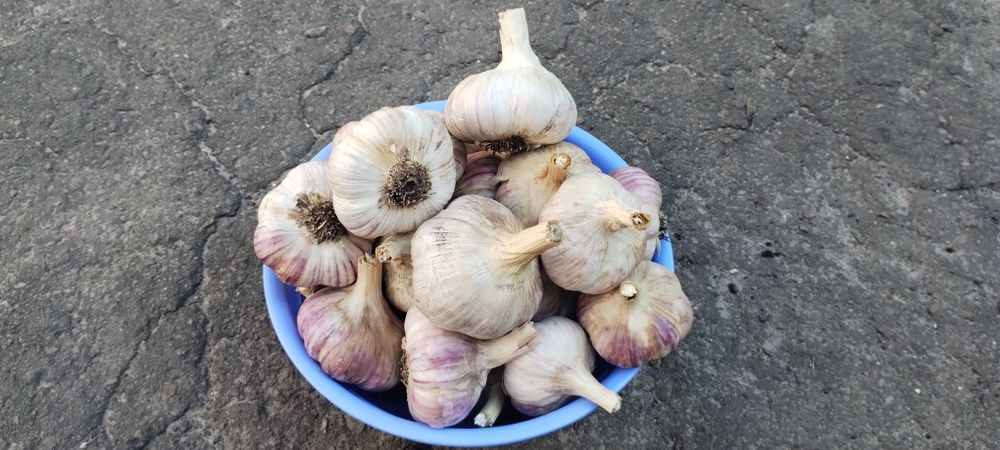 Продається часник "Любаша"