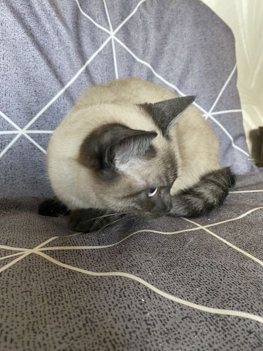 Кошеня в добрі руки