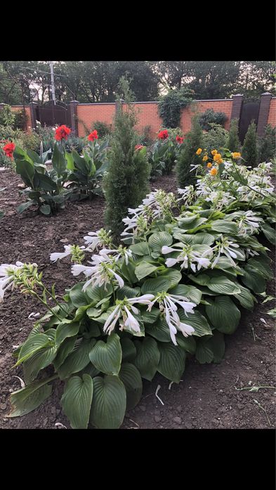 Хоста ароматная многолетняя