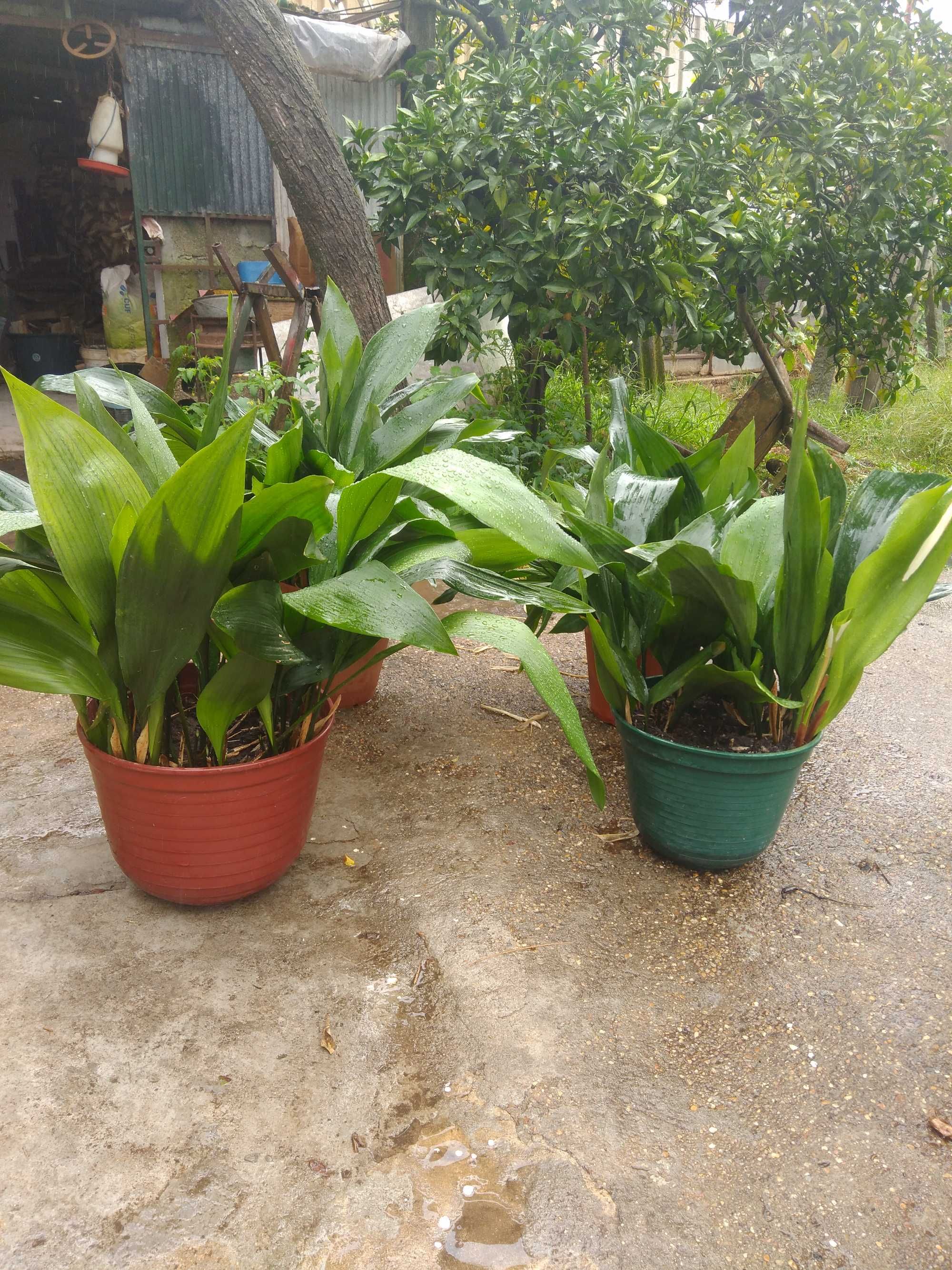 Aspidistra planta