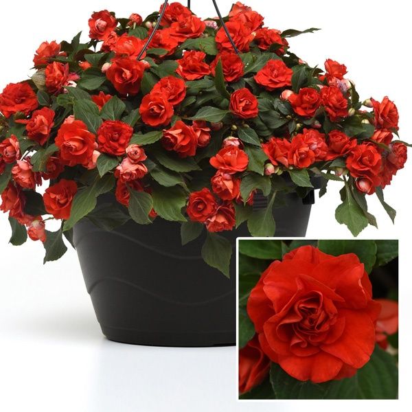 Бальзамин дабл глиммер ярко-красный (Impatiens walleriana) цвток d 6см