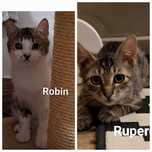 Robin i Rupert - dwaj przyjaciele