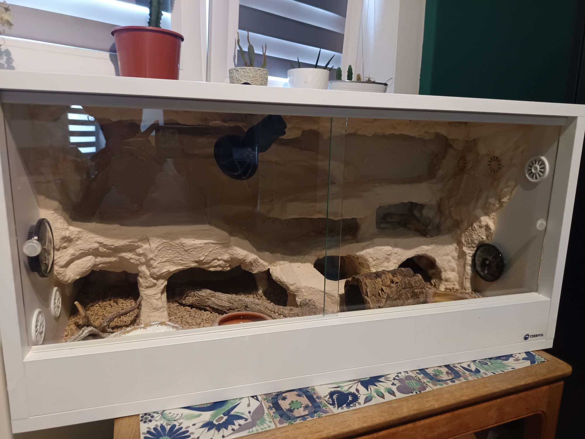 Gekon lamparci samiczka Tangerine Tremper Albino + terrarium