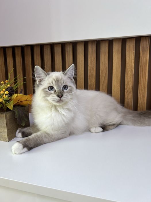 Kocurek Ragdoll , rodowod FPL.