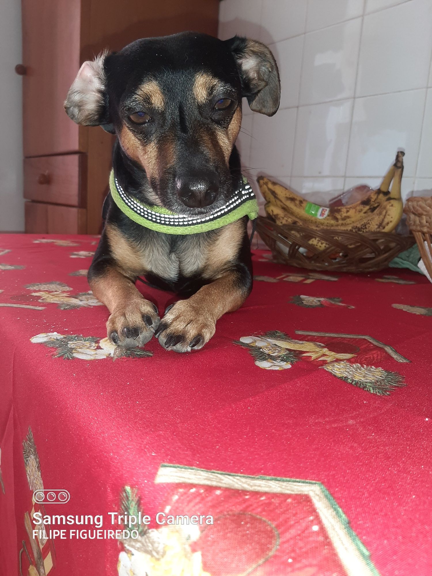 Cães bebés arrasados de pincher