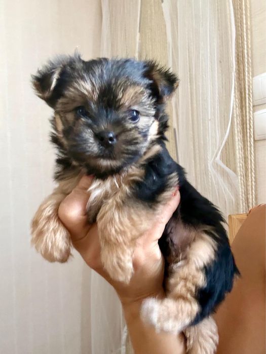 Yorkshire terrier  macho