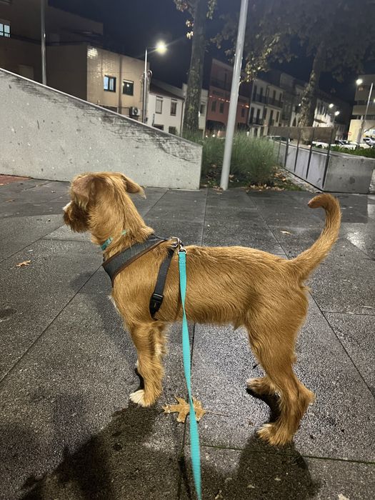 Cachorro para adoção