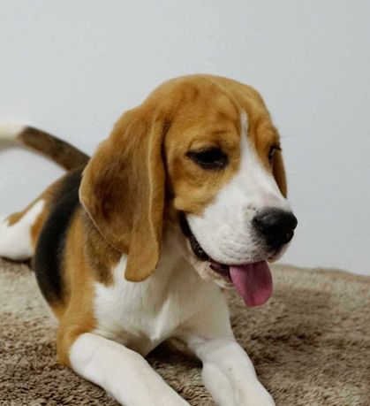 beagle, szczeniak , rasowy ZKwP (FCI) , prawdziwy rodowód