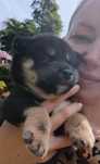 Shiba inu ZKwP/FCI miot O