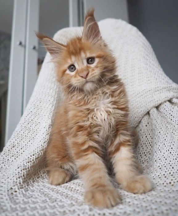 Кошенята породи Мейнкун