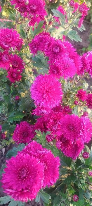 Хризантеми продам