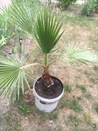 Palma  Washingtonia Robusta