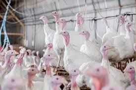 Інкубаційне яйце індиків ( попередній запис )