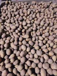 Sprzedam ziemniaki Catania Melodia kaliber sadzeniaka od 35 do 50