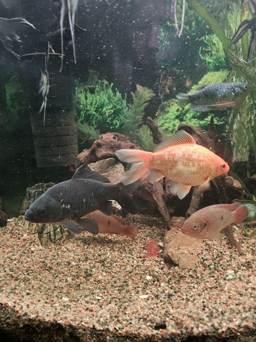 Терміново !Віддам 2х комет.