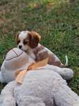 Cavalier King Charles Spaniel - suczka blenhein