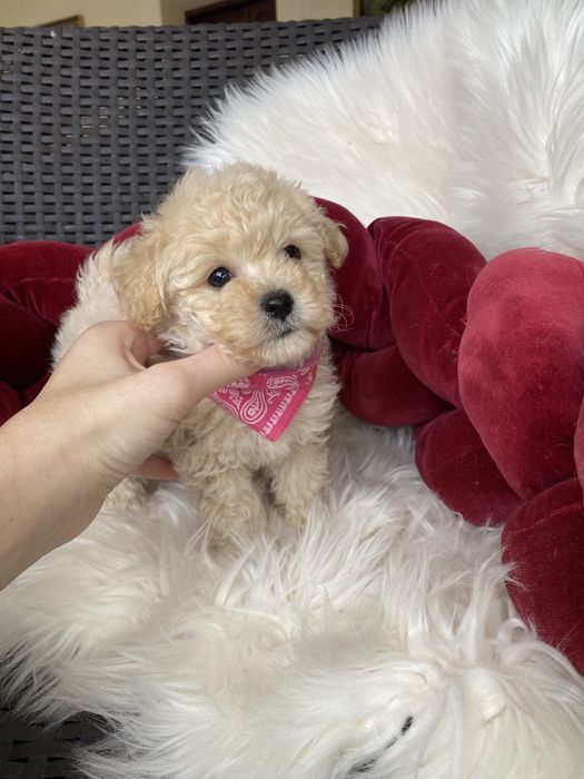 Дівчатка міні мальтипу ф1