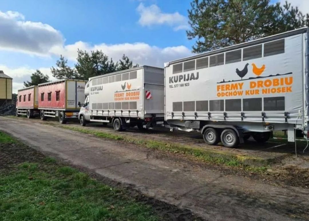 Młode kurki nioski rossa leghorn TRANSPORT z37