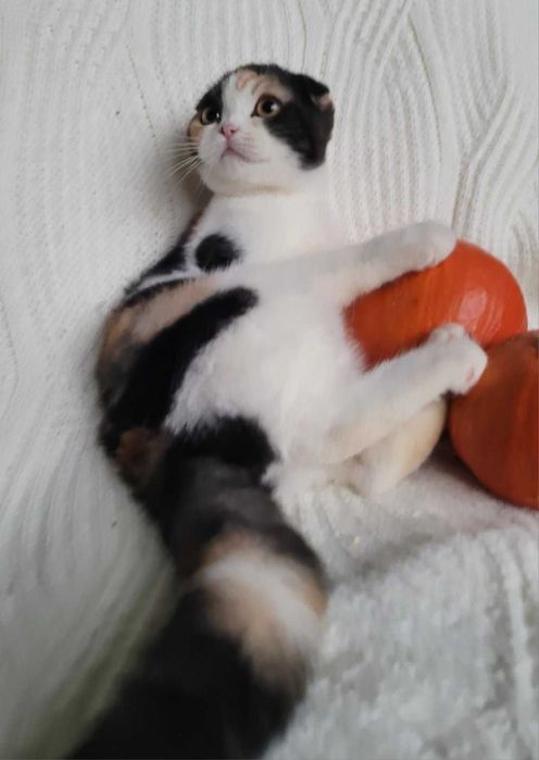 Scottish Straight calico грайлива та мила дівченка з Києва