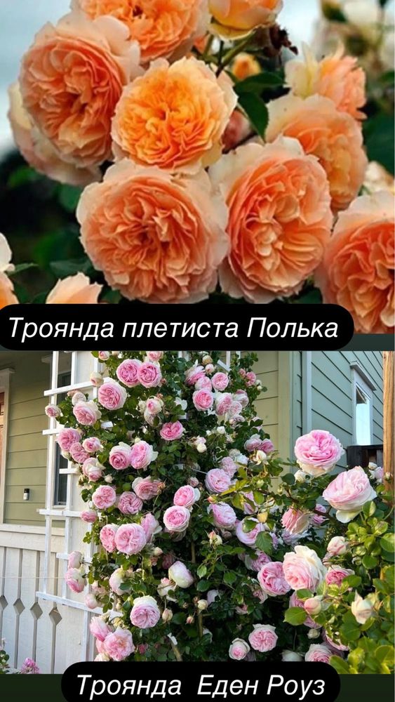 Троянди плетисті, англійські, бордюрні, чайно — гібридні!