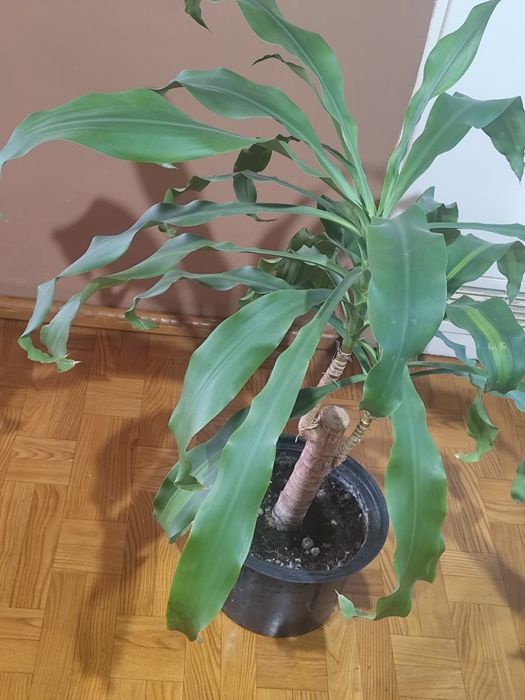 JUKA roślina domowa