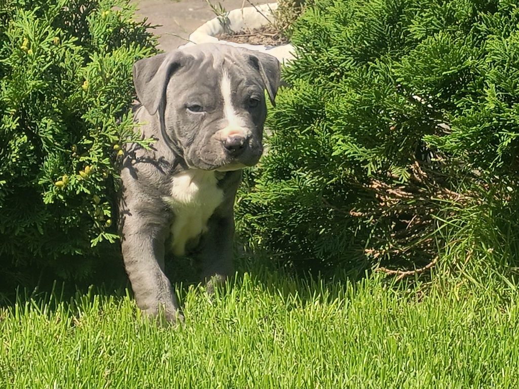 Amstaff Stanford terier szczeniaczek gotowy na zmianę domu