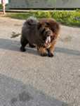 Major Chow Chow.