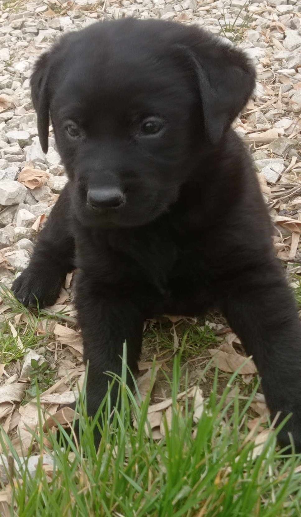 Sliczne szczenię Labrador Retriever