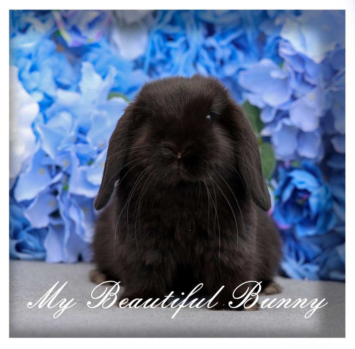 Piękny Króliczek 100% Mini Lop - Black