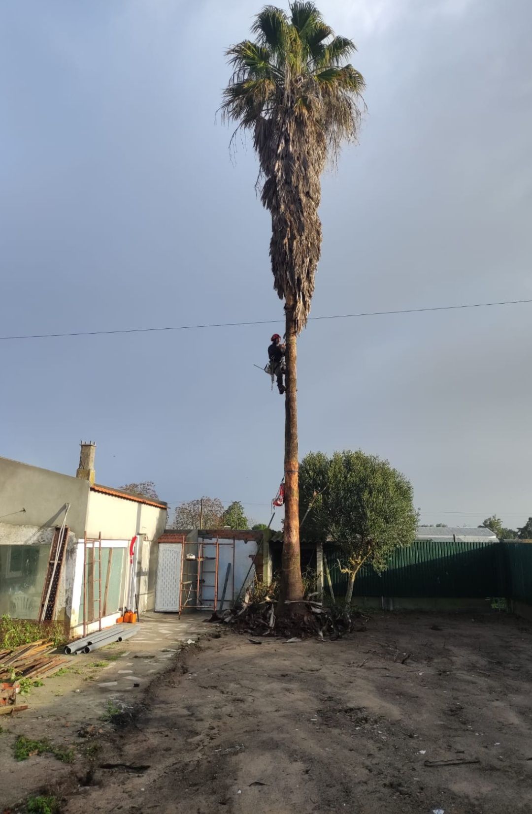 Corte e abate de árvores de elevado grau de perigosidade.