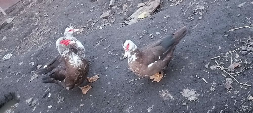 Kaczka Francuzką do sprzedania