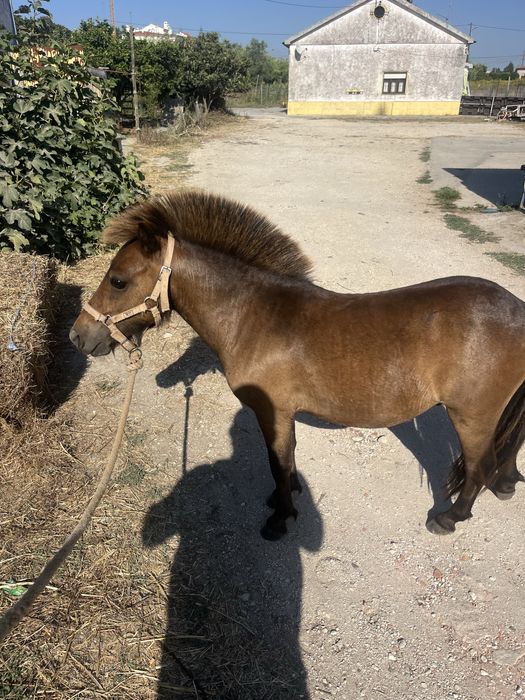 Min mini ponei montado