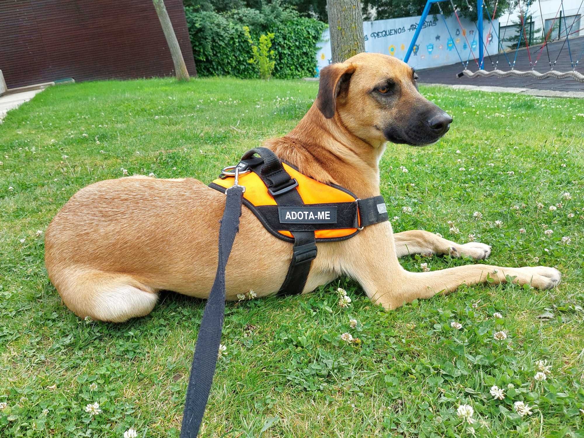 SVITELANO - Cãozinho para Adoção!