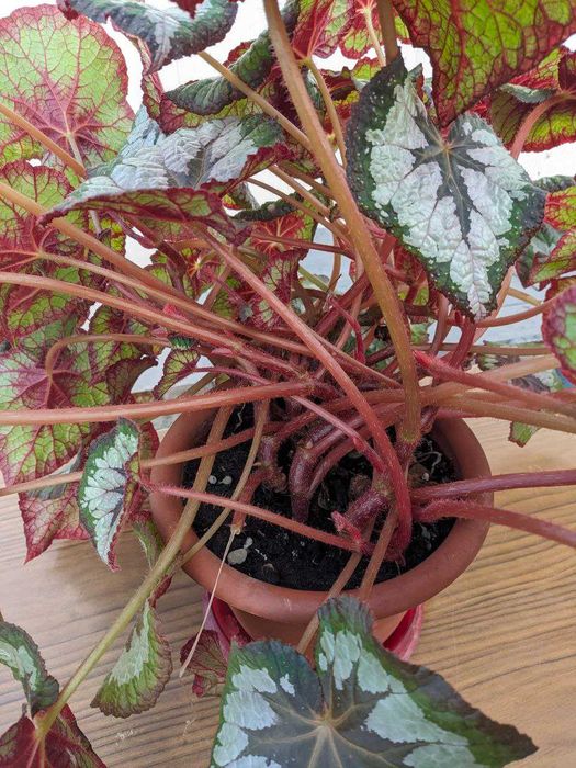 Королівська бегонія