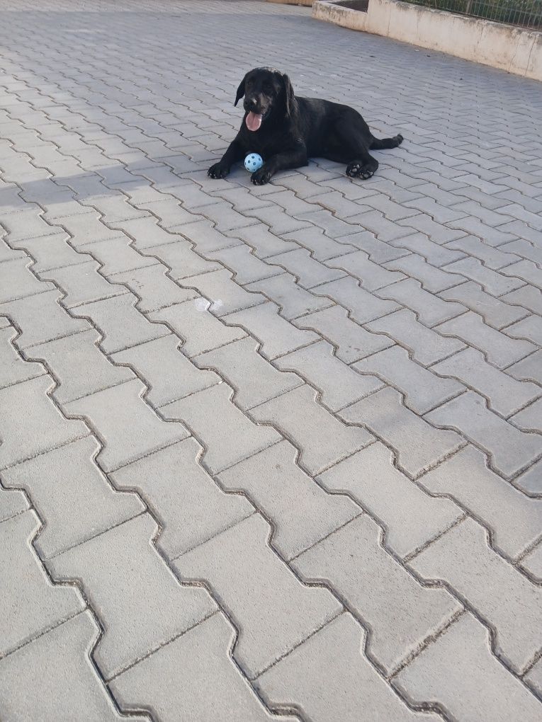 Labrador Retriever preto Macho