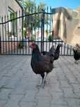 Parka kogucik i kurka Australorp
