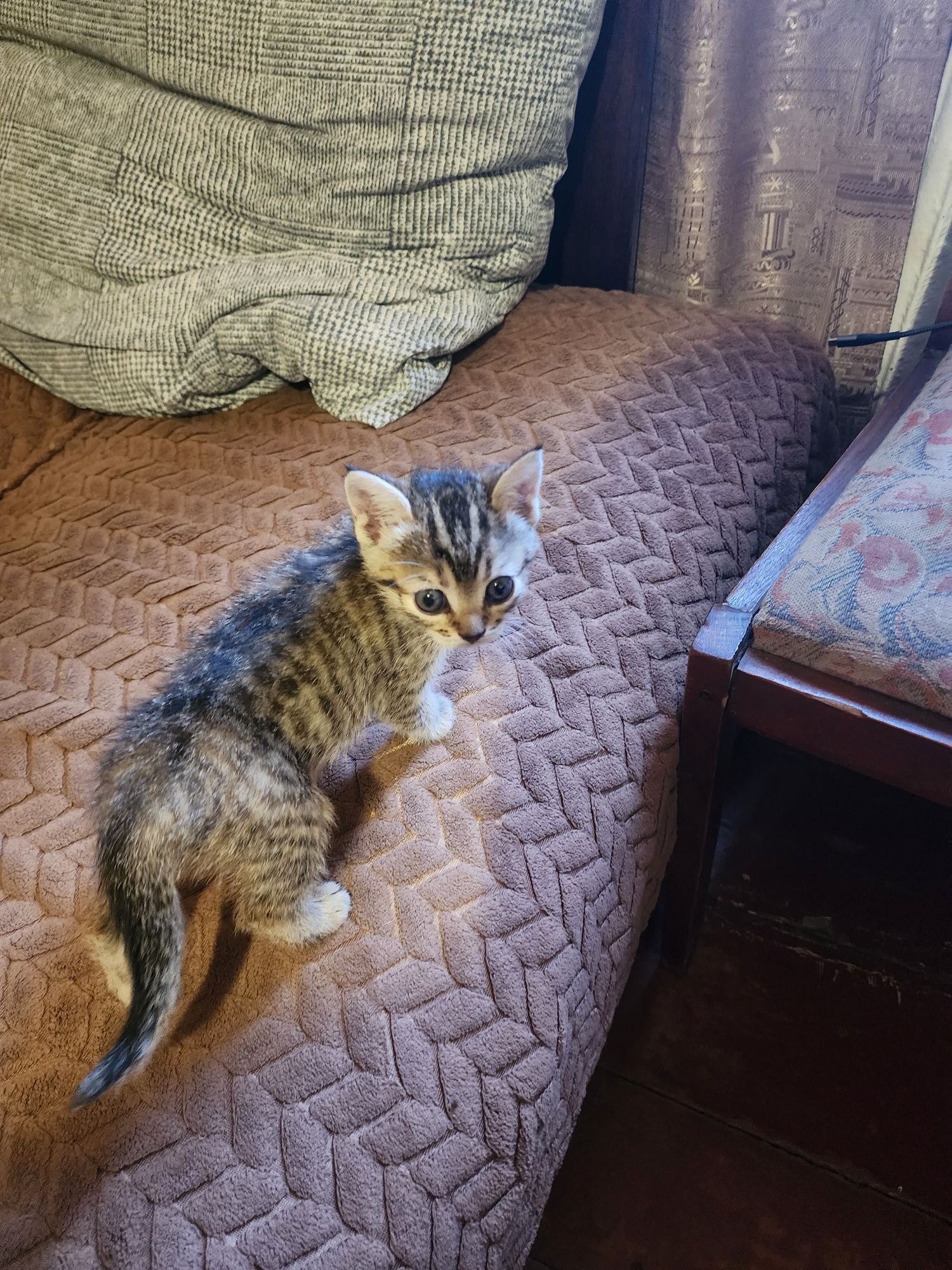 Віддам в добрі руки кошенят, мама чудовий мишолов