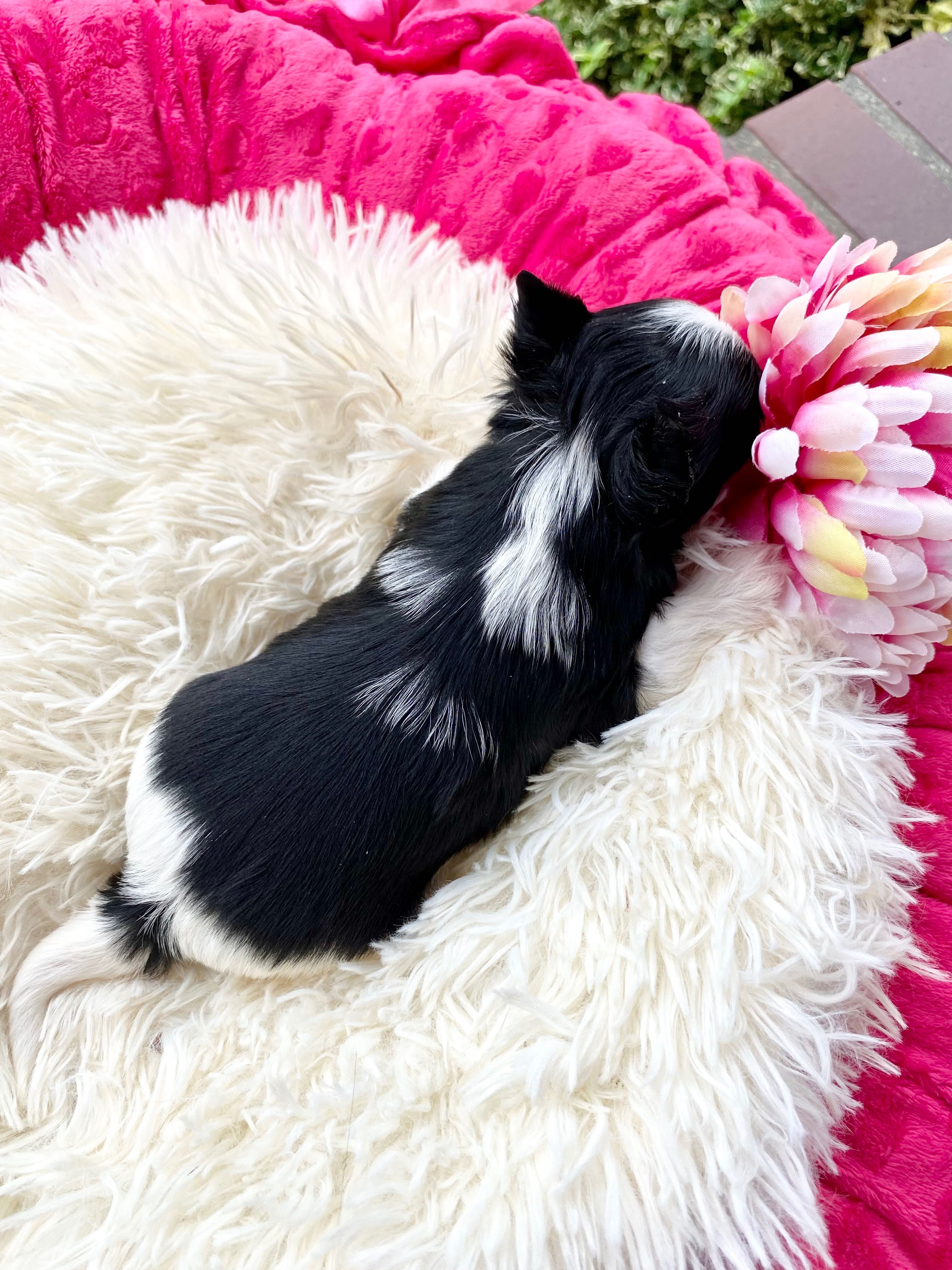 ZUZU mini suczka york black&white wyjątkowe kolory , rodowód PFK